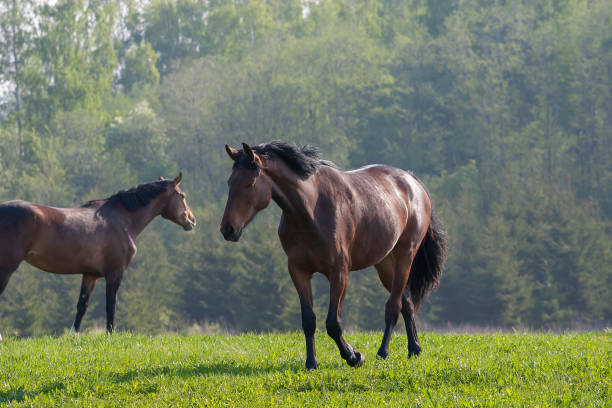 istock Horses in the first day of spring 1138829679