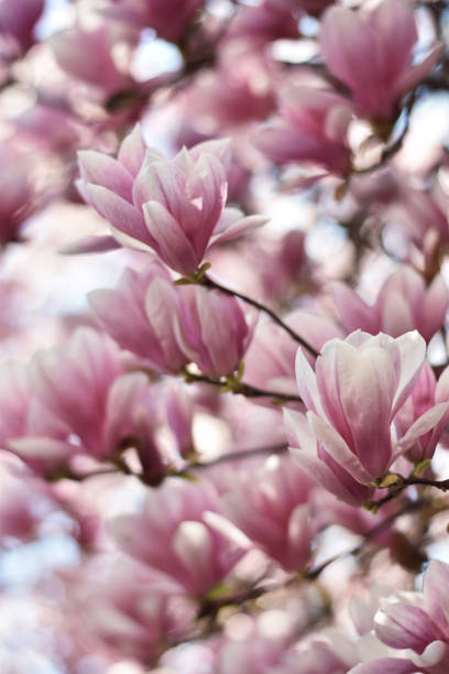 istock Blooming magnolia flowers 1138830031