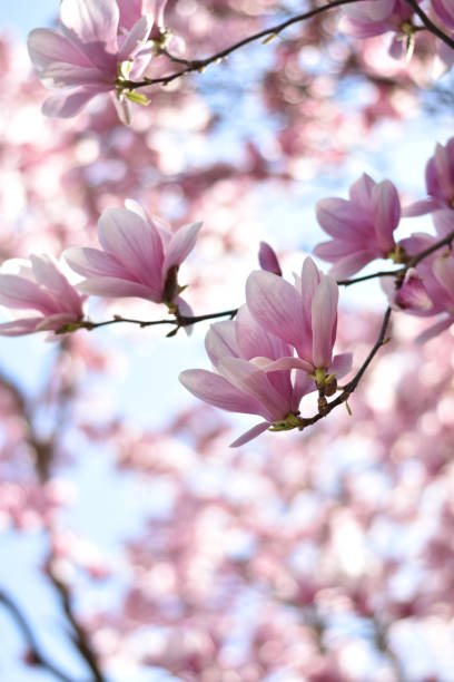 istock Blooming magnolia flowers 1138830040