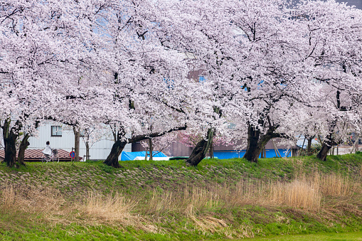 Apr 7, 2015. People wandering along the Asuwa River Promenade enjoy full blooming of Sakura in Fukui Town, Fukui Prefecture, Japan.