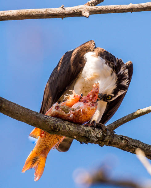 istock Osprey bird eating a fish it has caught 1138831364