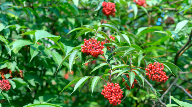 sambucus racemosa, uma espécie de sabugueiro conhecido pelos nomes comuns sabugueiro vermelho e vermelho-berried elder-opinião do close up na filial no jardim - 1824 - fotografias e filmes do acervo