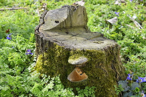 Mushroom tinder on a stump of sawn plum overgrown with moss.