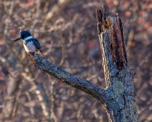 istock Kingfisher fishing and catching a fish 1138831974