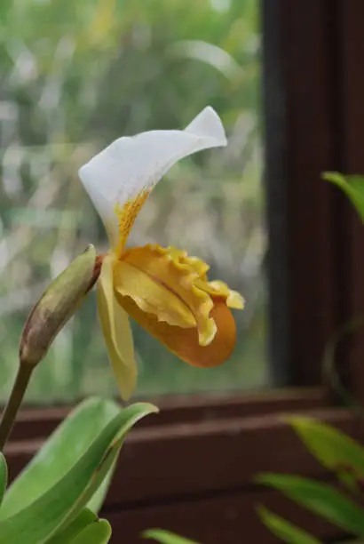 Blooming white and yellow orchid flowering.