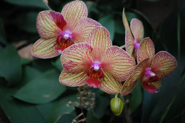 Pretty flowering cluster of flowering pink and ivory orchid flowers.