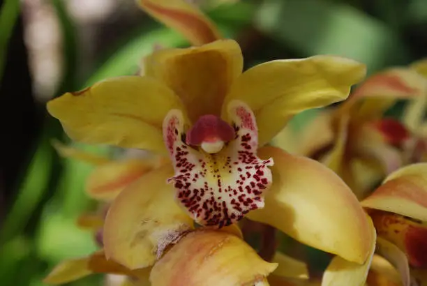 Ywllow orchid dotted with red in bloom.
