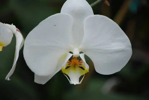 Up close look at a blooming white orchid flower blossom.