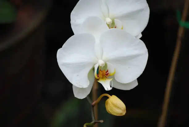 Blooming pretty white orchid flower with a flower bud.