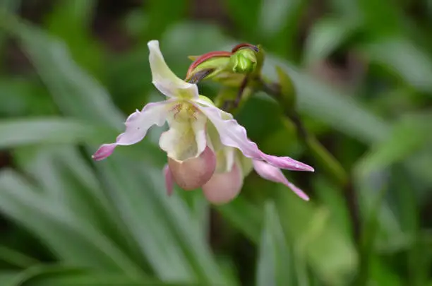 Garden with a pair of pale pink orchids blooming.