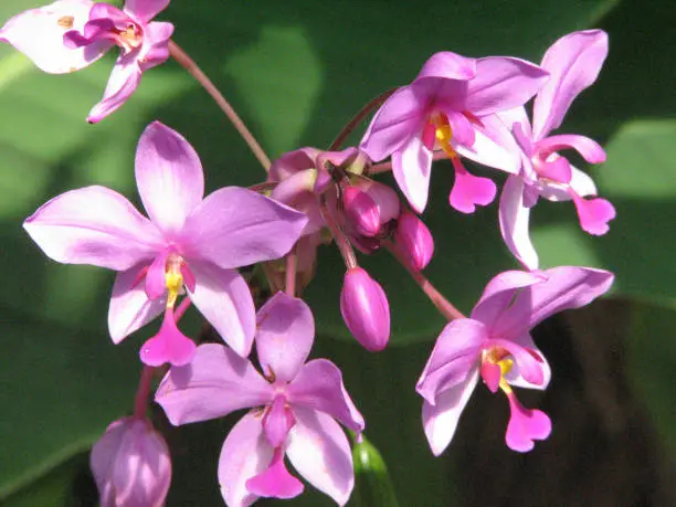 Flowering dark pink orchids and buds ready to bloom.