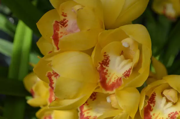 Flowering yellow orchid blossoms trimmed in red.