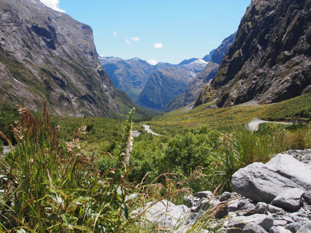 istock New Zealand flower 1138832951