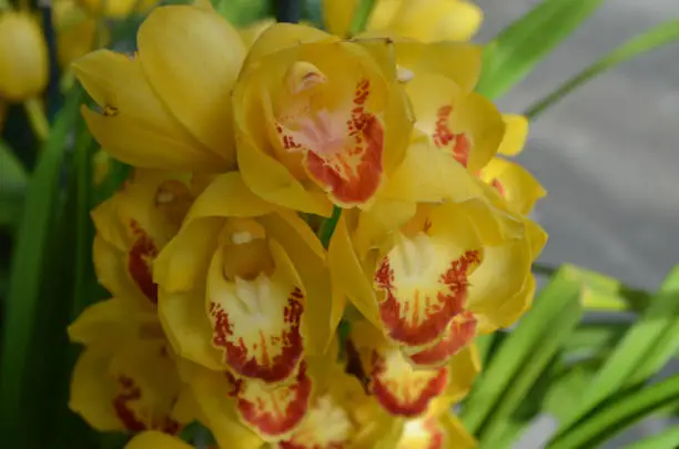 Blooming yellow orchids with red accents flowering in a garden.