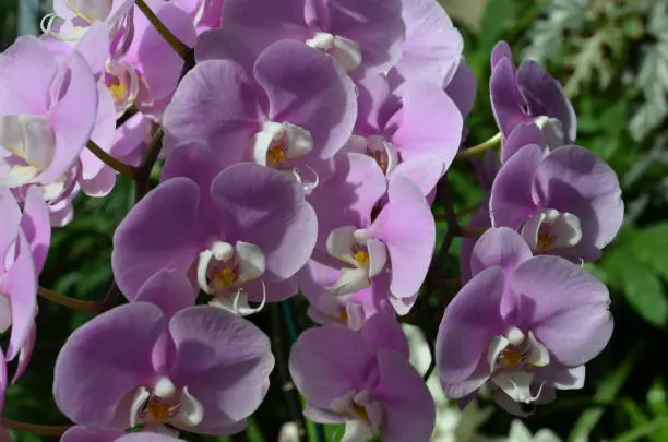 Blooming pink orchids in a garden flowering.