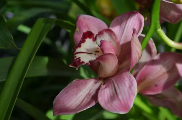 Pretty flowering orchidaceae blossom in a garden.