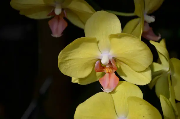 Blooming yellow and pale pink orchid flowering.