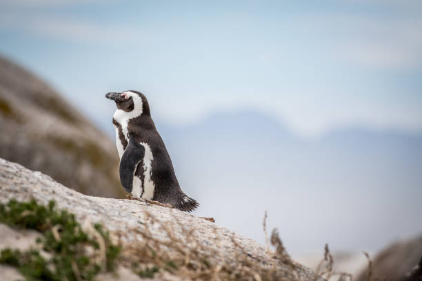 istock African penguin standing on a rock. 1138833004