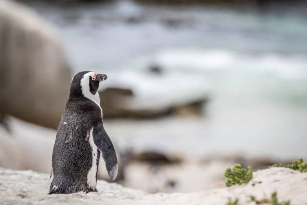 istock African penguin standing in the sand. 1138833013