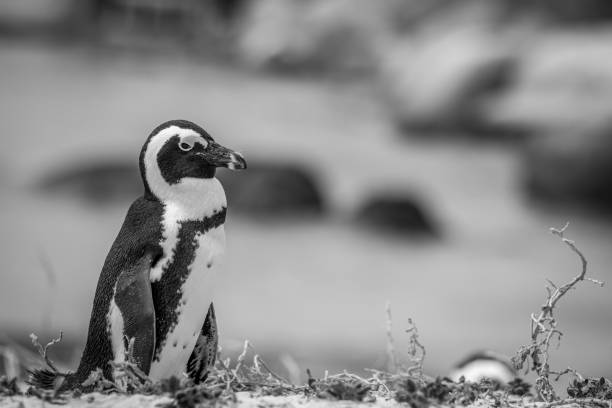 istock African penguin standing in the sand. 1138833018