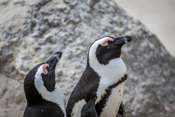 istock Close up of two African penguins. 1138833025