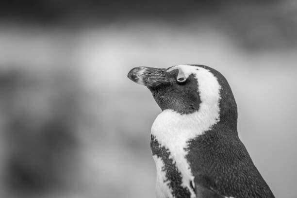 istock Close up of an African penguin. 1138833029