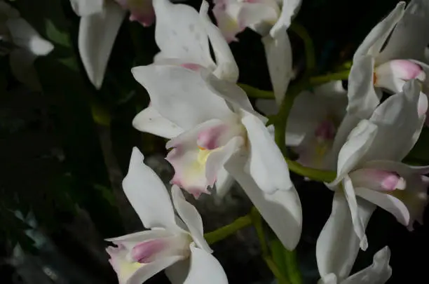 Flowering white orchids accented in pink.