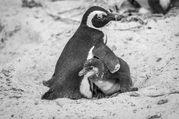 istock Two African penguins cuddling in the sand. 1138833045