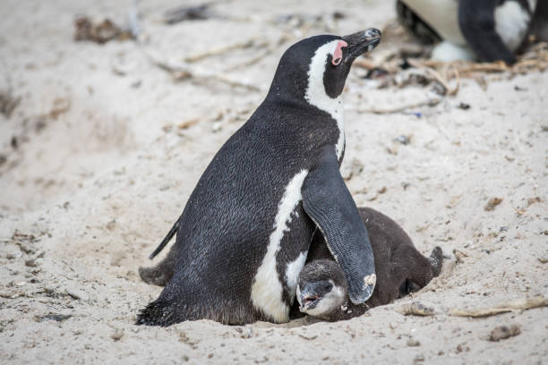 istock Two African penguins cuddling in the sand. 1138833046