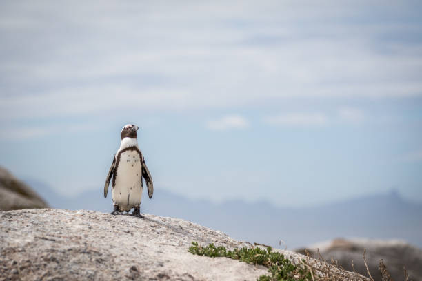 istock African penguin standing on a rock. 1138833060