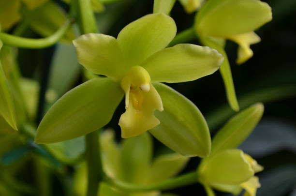 istock Pretty Blooming Orchid Flowers in Bloom 1138833077