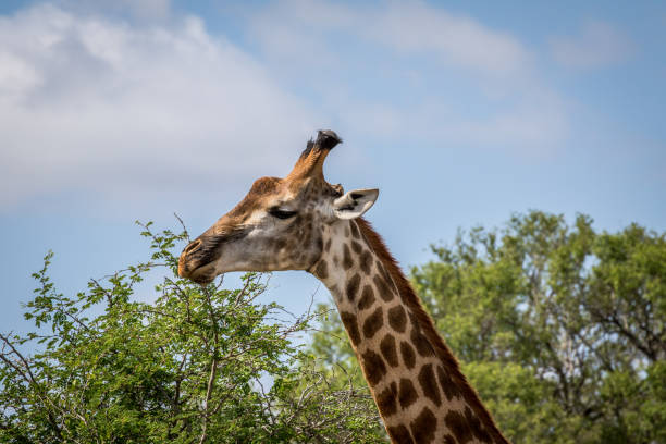 istock Giraffe standing in the grass in the Kruger. 1138833100