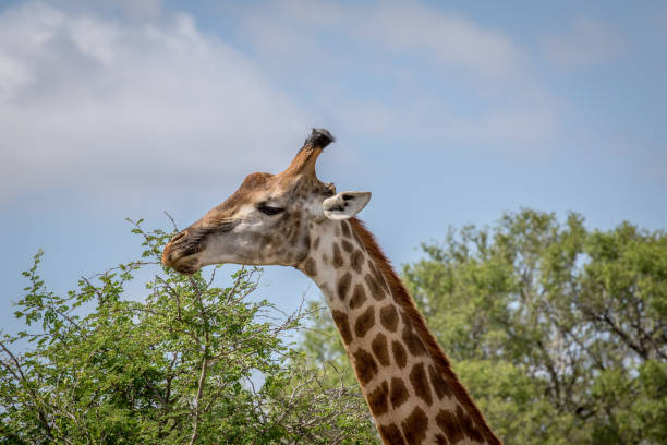 istock Giraffe standing in the grass in the Kruger. 1138833102