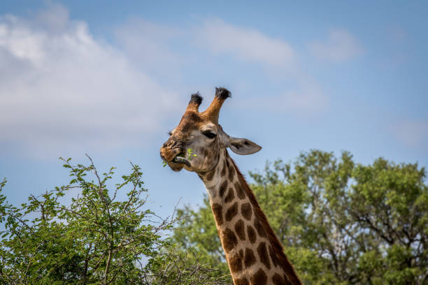 giraffa in piedi nell'erba nel kruger. - giraffe south africa zoo animal foto e immagini stock