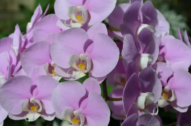 Blooming collection of pale pink orchid flowers.