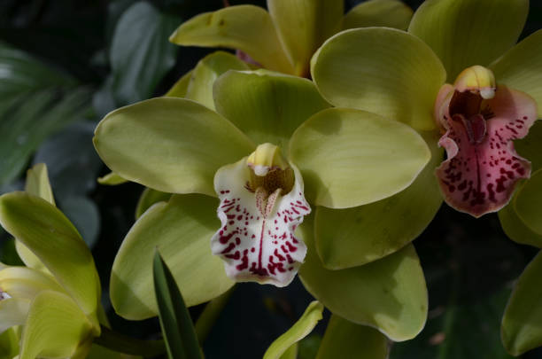 istock Beautiful Green Blooming Orchids 1138833151