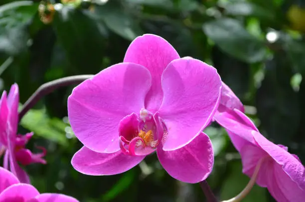 Garden with a perfect hot pink blooming orchid flower blossom.