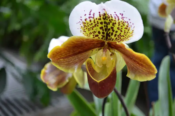 Flowering white, yellow and red orchid blossom.