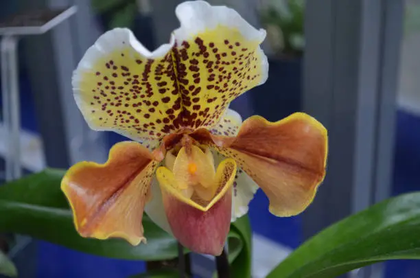 Blooming rare multi-colored orchid flower blossoms.