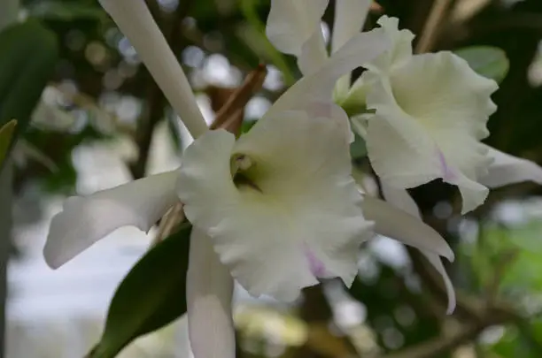 Blooming white orchid flowering in a garden.