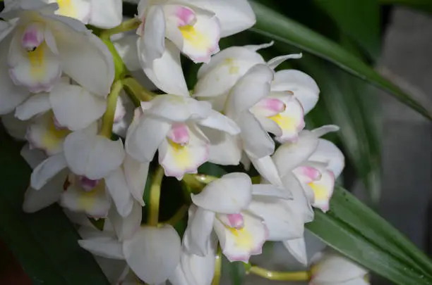 Blooming white and orchid flower blossoms.