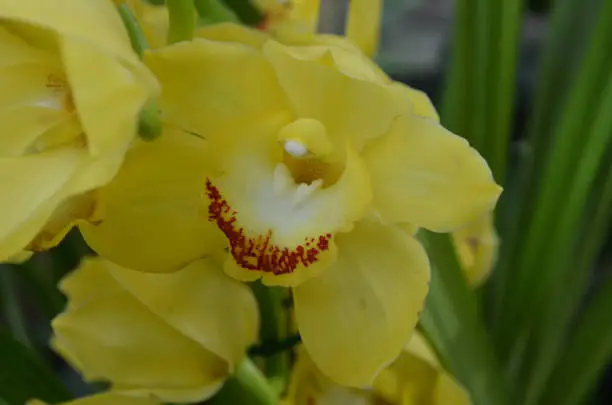 Pretty yellow orchid flower blossoms trimmed in red.