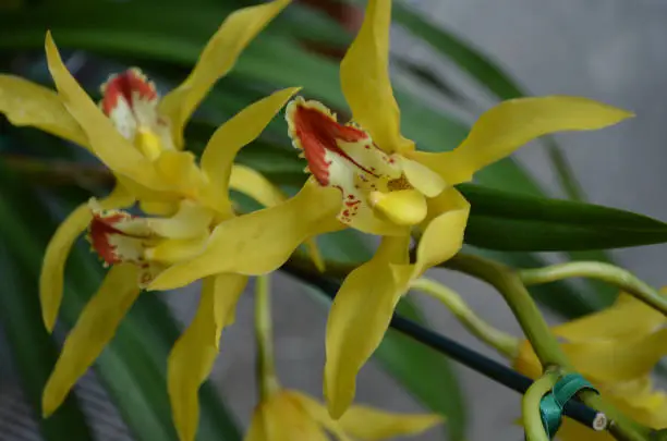 Unusual yellow blooming orchid trimmed in red accents.