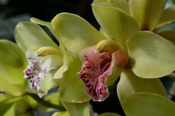 istock Beautiful Green Blooming Orchids 1138833315
