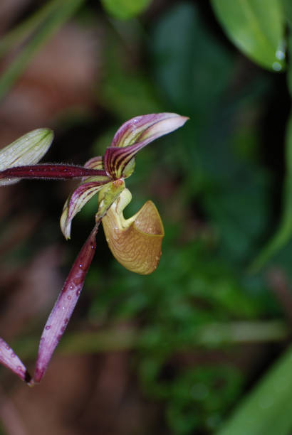 istock Beautiful Unusual Flowering Orchid Blossoms 1138833370
