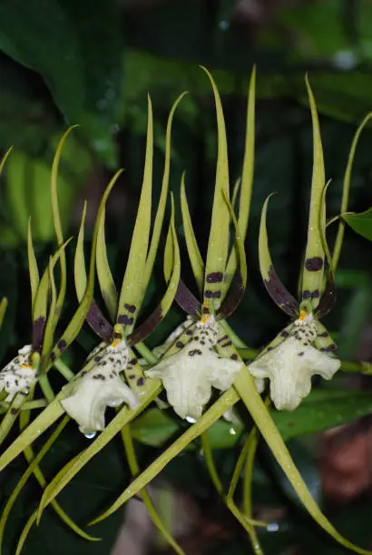Flowering orchids that resemble a monkey face.