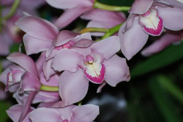 Gorgeous blooming pink orchids in a garden flowering.