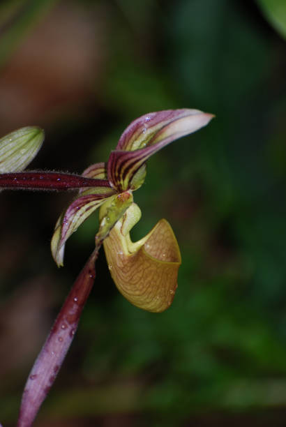 istock Beautiful Unusual Flowering Orchid Blossoms 1138833416