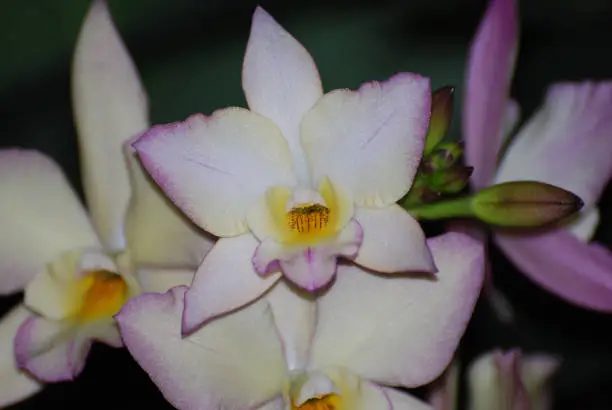 Pretty white orchid flowering with purple on the edges.