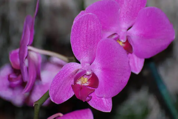 Blooming dark pink orchid flowers in a garden.